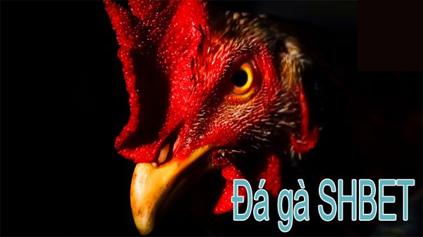 Bạn biết gì về các sự kiện thể thao tại Đại hội Thể thao K8cc? - K8cc