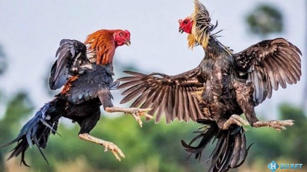 Các hoạt động khuyến mãi của Ho88 mang đến những ưu đãi đặc biệt cho người chơi - Ho88